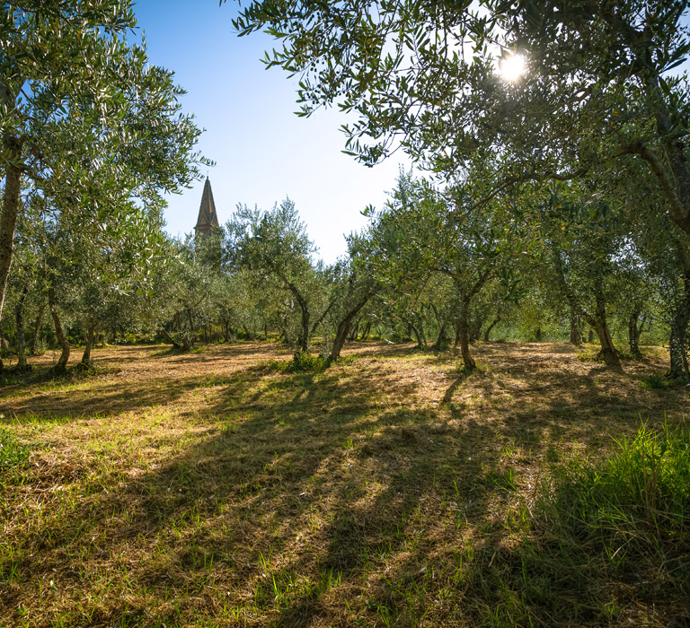Olio San Michele