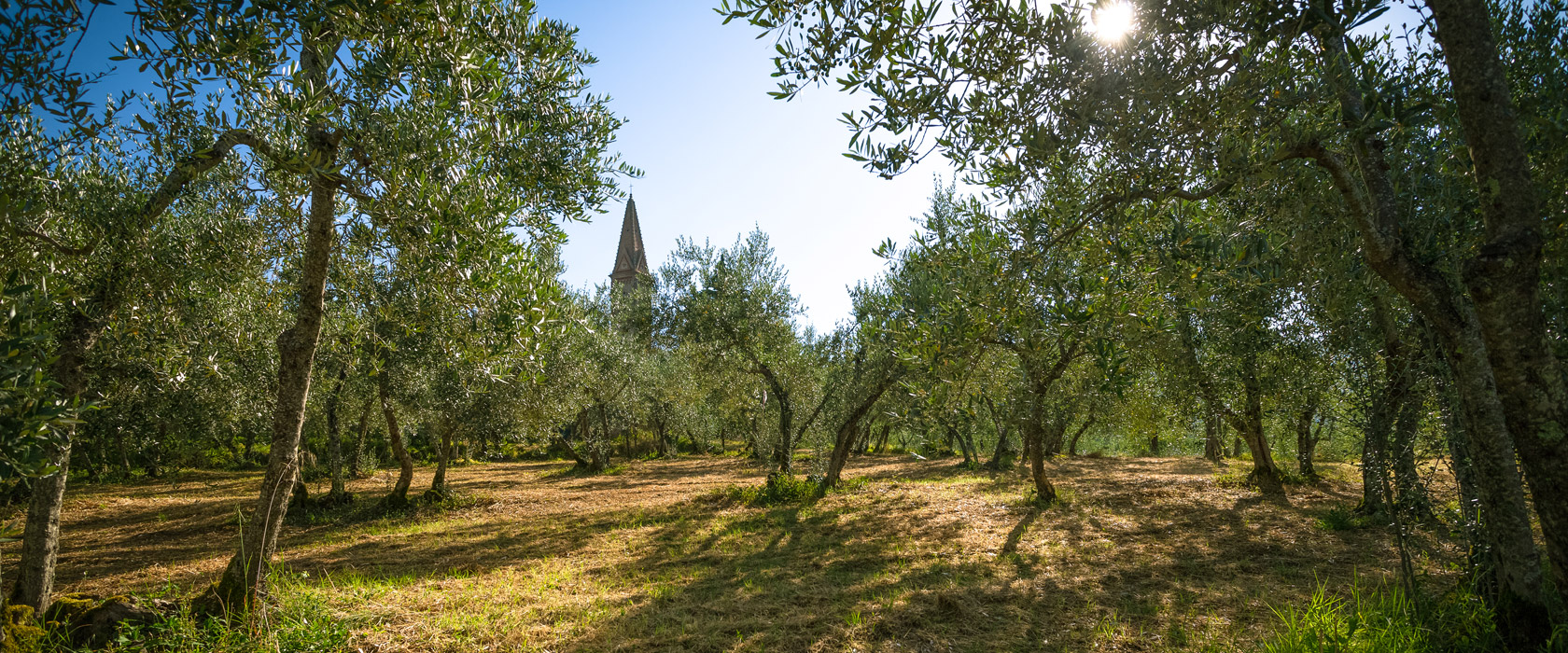 Olio San Michele