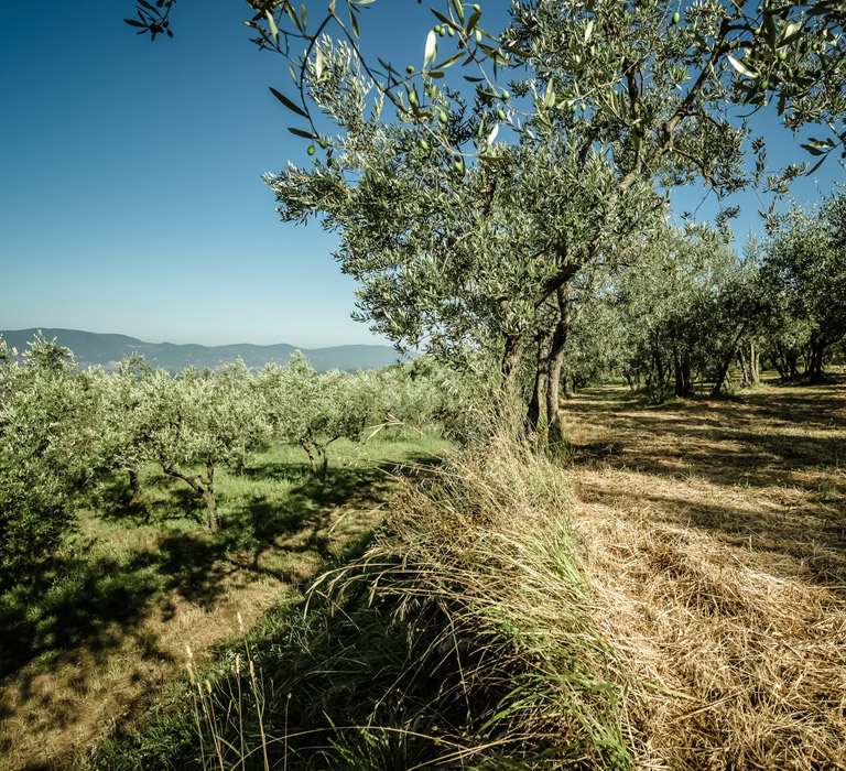 Olio San Michele