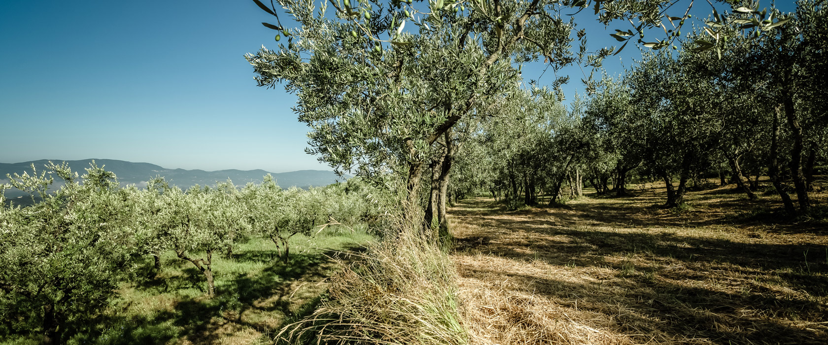 Olio San Michele