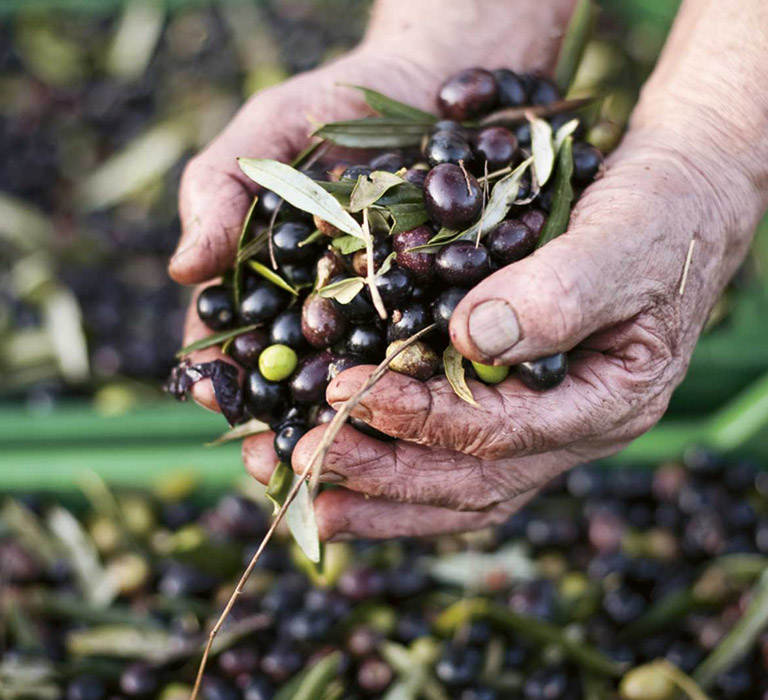 Olio San Michele