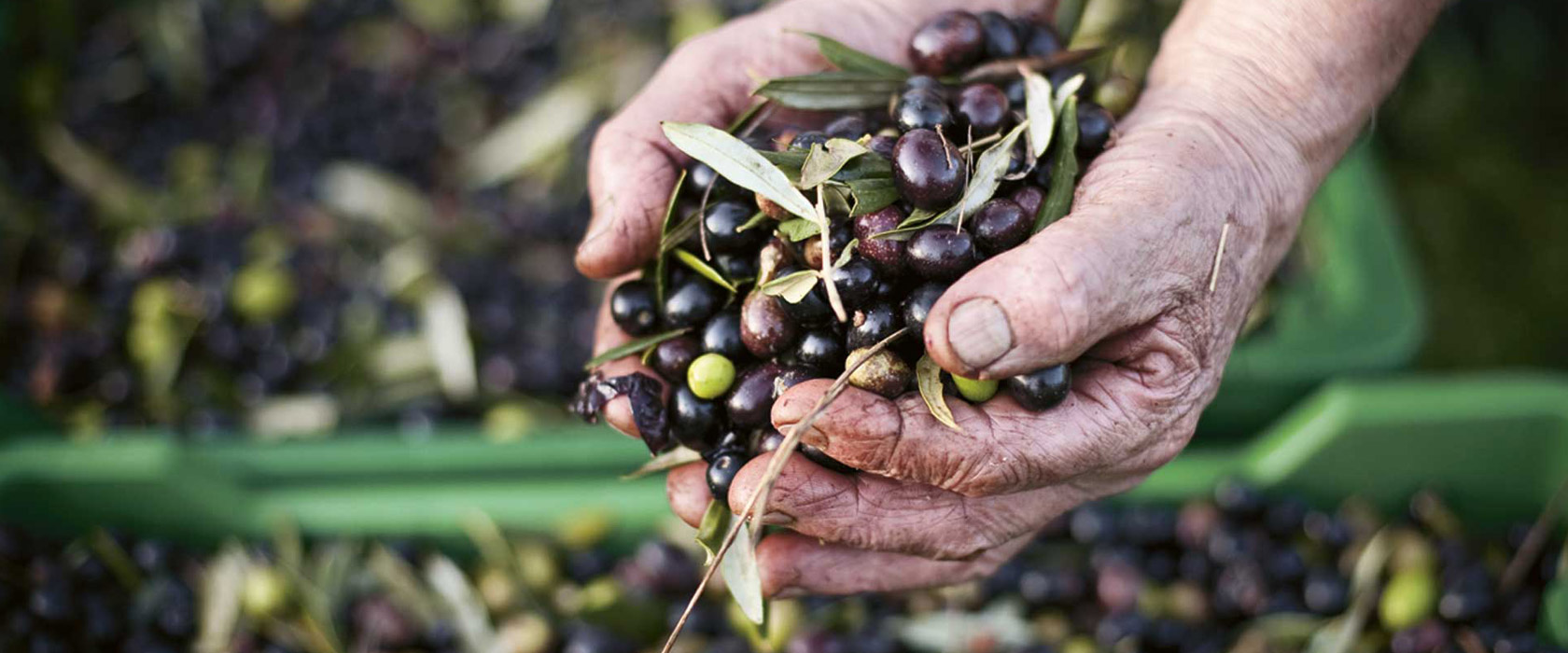 Olio San Michele